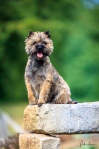 overdose femelle cairn terrier