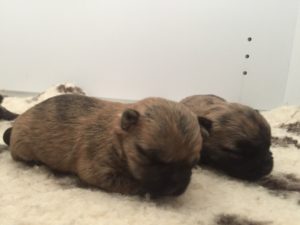 chiot cairn terrier