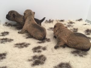 chiot cairn terrier