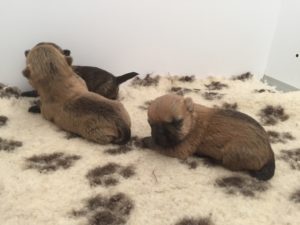 chiot cairn terrier