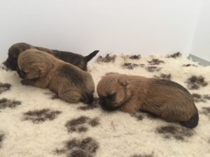chiot cairn terrier