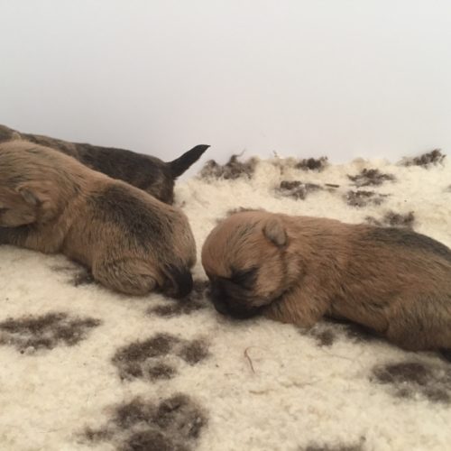 chiot cairn terrier (4)