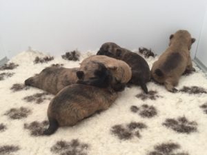chiot cairn terrier