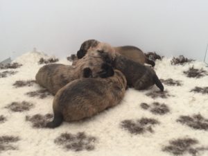 chiot cairn terrier