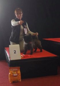 cairn terrier mâle