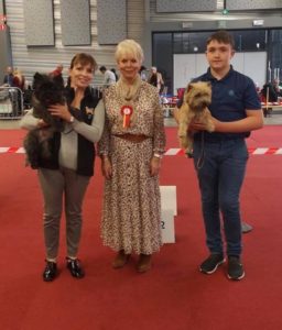 cairn terrier mâle