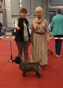 cairn terrier male
