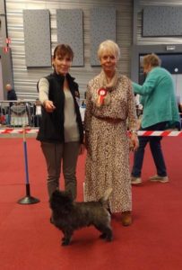 cairn terrier mâle
