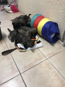chiot cairn terrier