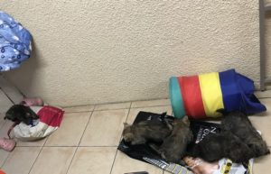 chiot cairn terrier