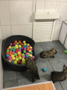 chiot cairn terrier