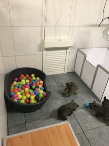 chiot cairn terrier