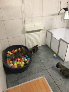chiot cairn terrier