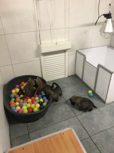 chiot cairn terrier