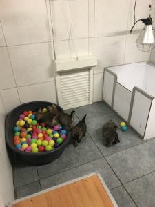 chiot cairn terrier