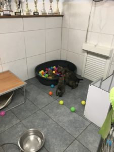 chiot cairn terrier