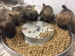 chiot cairn terrier