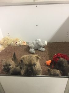 chiot cairn terrier