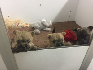 chiot cairn terrier