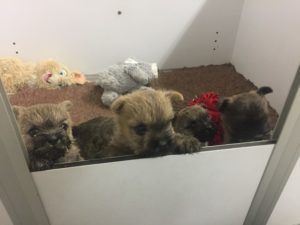 chiot cairn terrier