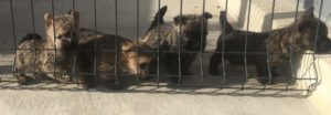 chiot cairn terrier