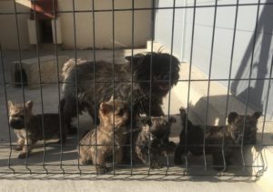 chiot cairn terrier