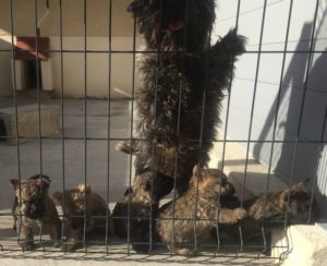 chiot cairn terrier