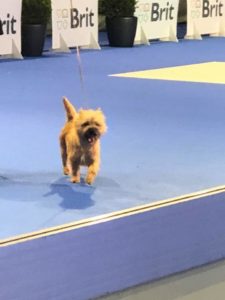 Championne cairn terrier