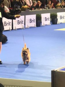 Championne cairn terrier