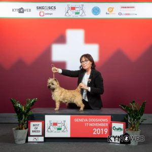 Championne cairn terrier