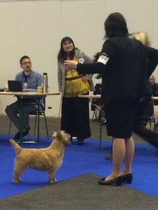 Championne cairn terrier