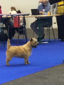 Championne cairn terrier