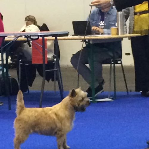 cairn terrier champion suisse nefertiti (6)