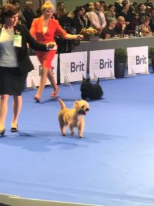 Championne cairn terrier