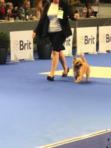 Championne cairn terrier