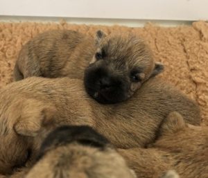 chiot cairn terrier terrardiere