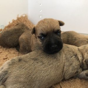 chiot cairn terrier terrardiere