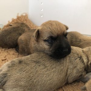 chiot cairn terrier terrardiere