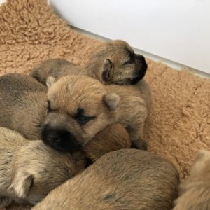 chiot cairn terrier terrardiere