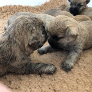 chiot cairn terrier terrardiere