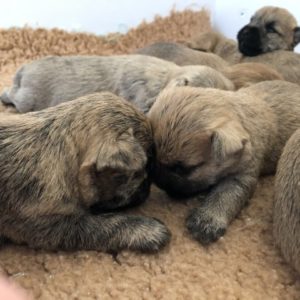 chiot cairn terrier terrardiere