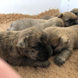 chiot cairn terrier terrardiere