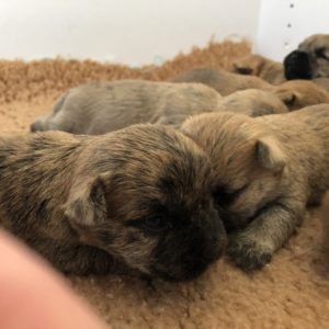 chiot cairn terrier terrardiere