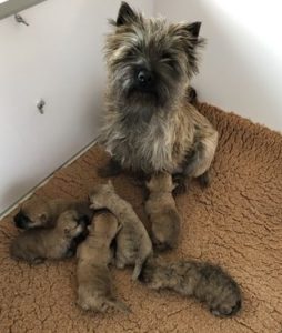 chiot cairn terrier terrardiere