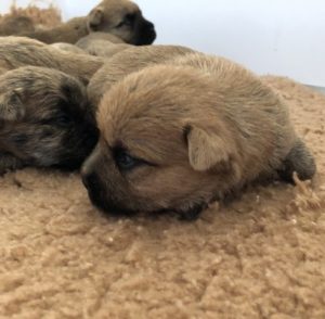 chiot cairn terrier terrardiere