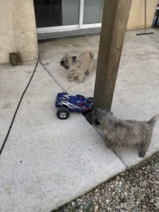 cairn terrier et voiture télécommandée