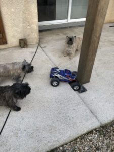 cairn terrier et voiture télécommandée