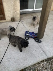 cairn terrier et voiture télécommandée