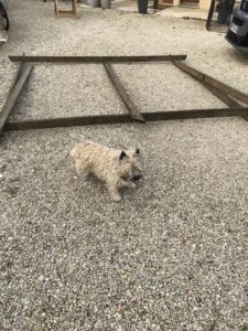 elevage cairn terrier terrardiere