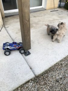 cairn terrier et voiture télécommandée